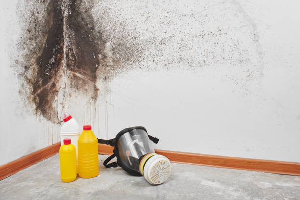 Best Crawl Space Mold Removal  in Menard, TX