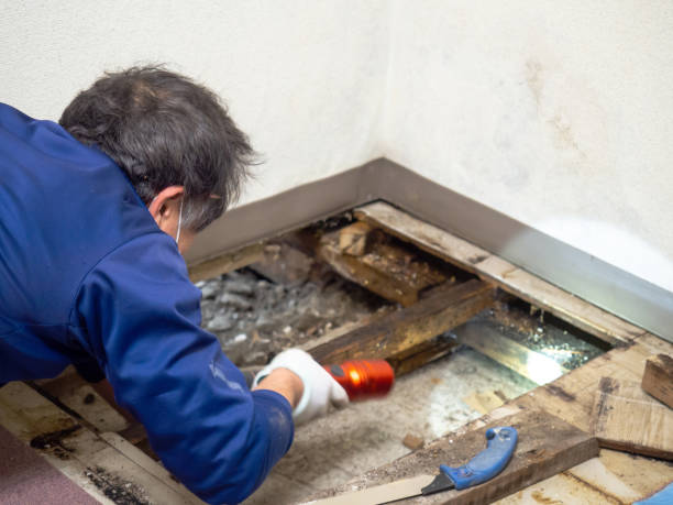 Best Mold Remediation  in Menard, TX
