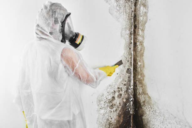 Best Toxic Mold Removal  in Menard, TX