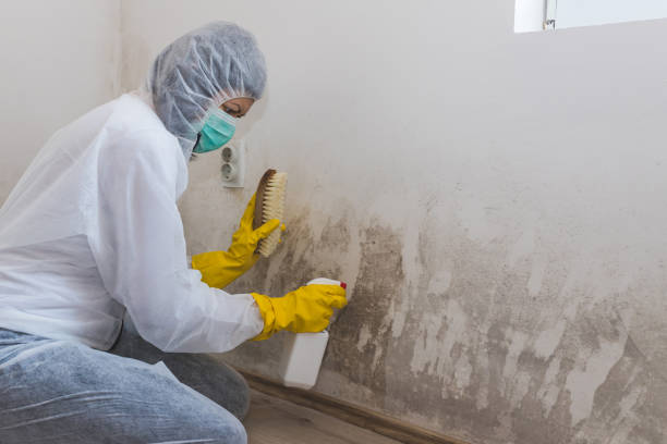 Menard, TX Mold Removal Company