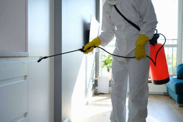 Best Fast Mold Removal  in Menard, TX