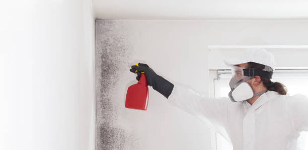 Best Crawl Space Mold Removal  in Menard, TX