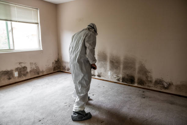 Best Residential Mold Removal  in Menard, TX