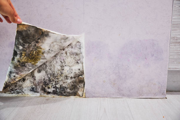 Best Mold Damage Repair  in Menard, TX